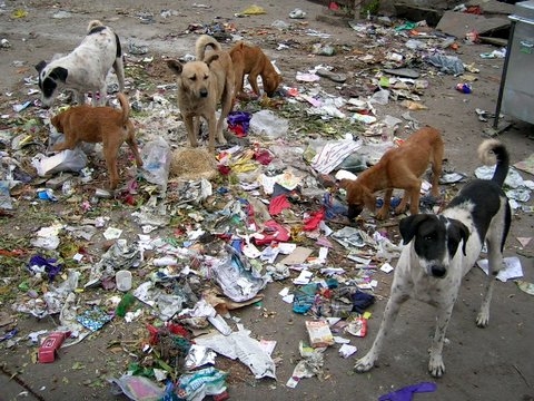 Photo of أولاد زمام : خطر الكلاب الضالة على الساكنة