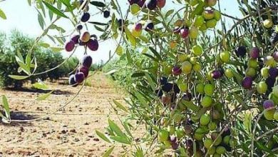 Photo of خنيفرة / سرقة ثمار أشجار الزيتون مشكلة يعاني منها فلاحو بن خليل