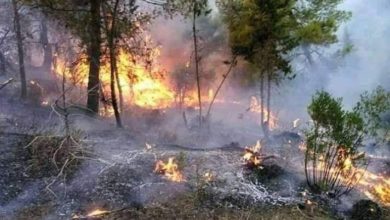 Photo of أزرو / حريق مهول بغابة بضواحي مدينة أزرو التابعة للجماعة القروية ابن اصميم إقليم افران