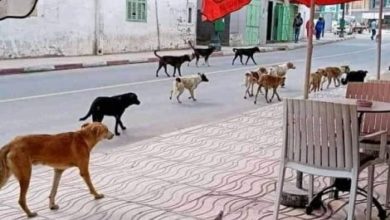 Photo of انتشار “الكلاب الضالة” يؤرق ساكنة مدينة الريش