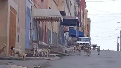 Photo of ابن أحمد / الكلاب الضالة تسيطر على شوارع  المدينة