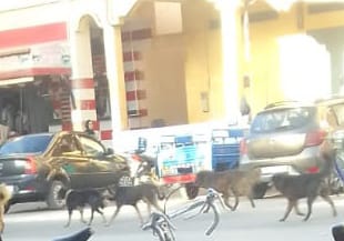 Photo of خنيفرة / جحافل الكلاب الضالة تجوب شوارع وأزقة مريرت