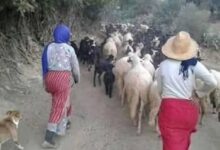 Photo of اليوم العالمي للمرأة حكاية نضال لا تنتهي ..!