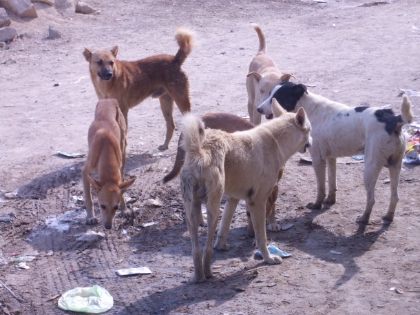 Photo of انتشار الكلاب الضالة يؤرق سكان جماعة المرس