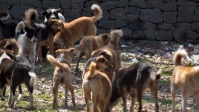 Photo of خنيفرة / الساكنة تشتكي من ظاهرة الكلاب الضالة