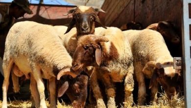 Photo of “الفراقشية” يسطون على زريبة أغنام بقرية سيدي بوعلي ضواحي تيغسالين خنيفرة