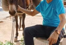 Photo of اليوم العالمي للحمير ..!