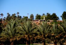 Photo of فجيج بين ازيزا النادرة والتربية العزيزة .. حكاية واحة لا تموت