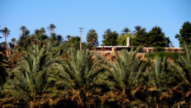 Photo of فجيج بين ازيزا النادرة والتربية العزيزة .. حكاية واحة لا تموت