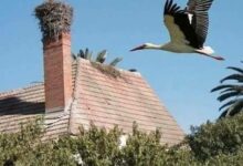 Photo of مدينة هجرتها حتى اللقالق فكيف لا يهجرها الاستثمار والنماء ..؟!