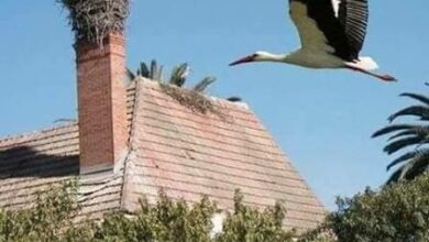 Photo of مدينة هجرتها حتى اللقالق فكيف لا يهجرها الاستثمار والنماء ..؟!