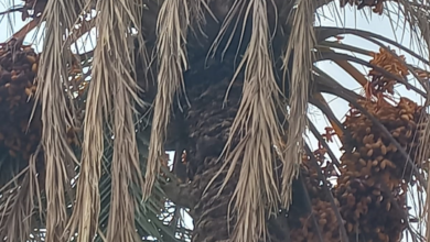 Photo of اقتصاد فجيج الى سكتة قلبية ..!